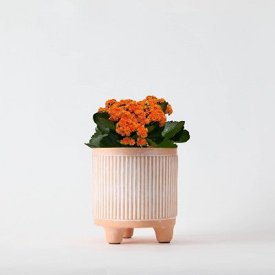Kwitnąca kalanchoe w małej doniczce 5 cali