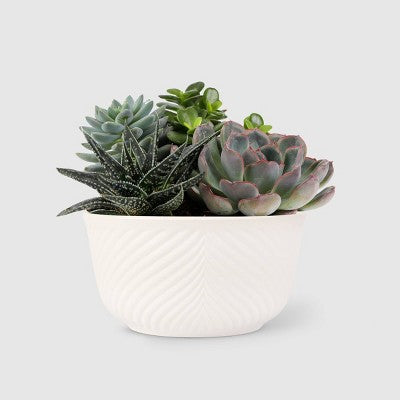 Zestaw sukulentów 6 sztuk w ceramicznej misie