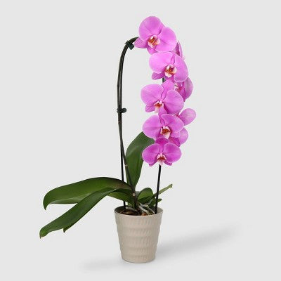 Kaskadowa orchidea 5 cali w ceramicznej doniczce