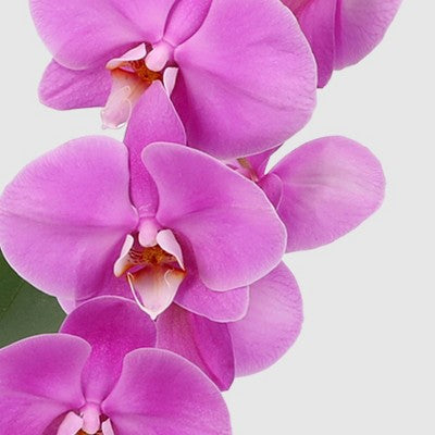 Kaskadowa orchidea 5 cali w ceramicznej doniczce