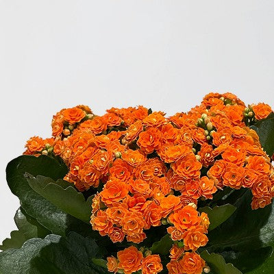 Kwitnąca kalanchoe w małej doniczce 5 cali