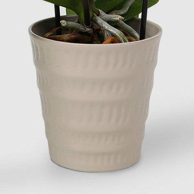 Kaskadowa orchidea 5 cali w ceramicznej doniczce
